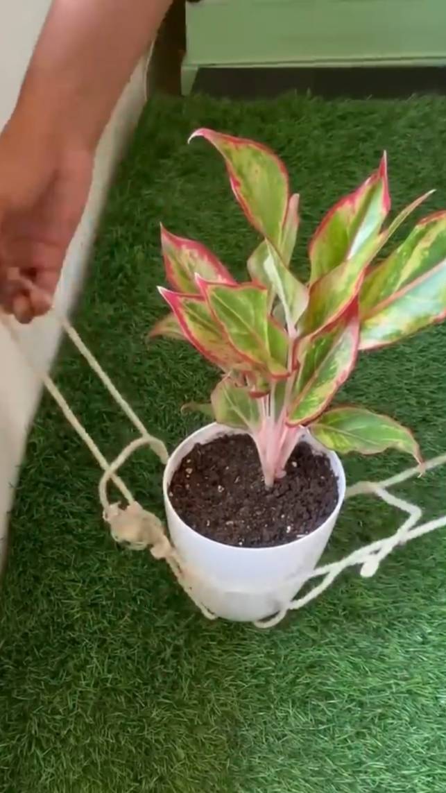 🌸Как завязать шпагат для подвешивания кашпо! #shorts #garden #советы