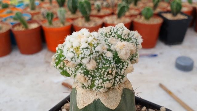 Astrophytum Asterias Kikko Sk смотреть онлайн