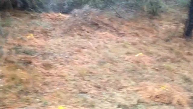 Sourwood (Oxydendrum) plantings 2021-12-11 смотреть онлайн