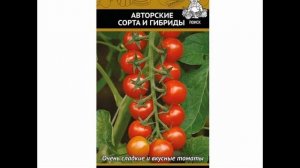 Дюймовочка-красивий і смачний томат черрі