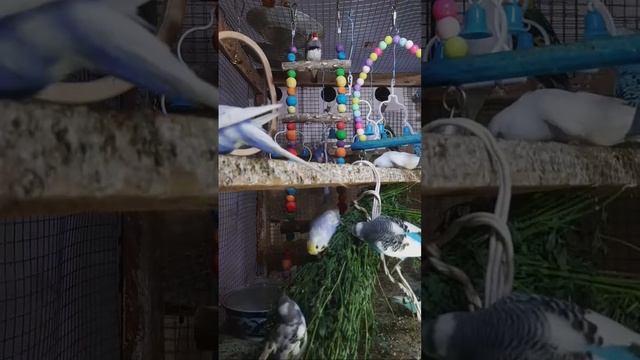 Beautiful Birds Singing Cute Parrot Videos 😍😍 смотреть онлайн