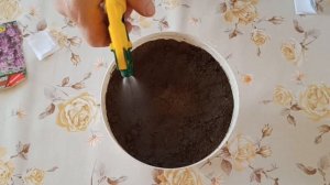 Как вырастить Монарду лимонную на подоконнике