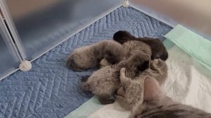 Котятам 1 неделя. Кошка кормит малышей