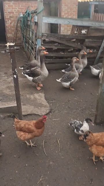 #shorts Идем!! смотреть онлайн