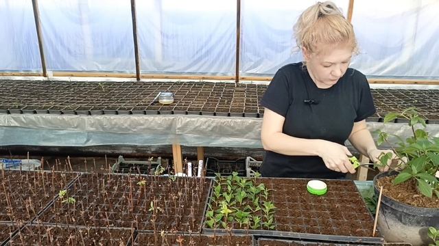 Зелёное черенкование гортензии 🌱 Рабочие моменты