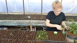 Зелёное черенкование гортензии 🌱 Рабочие моменты