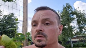 Томат "Зебра Рита", отличный салатный зеленоплодный сорт! "Zebra Rita" green tomato variety 👌