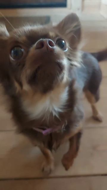 дискотека и танцы от Акиры#собака#чих#чихуа#смешно#танцысобаки смотреть онлайн