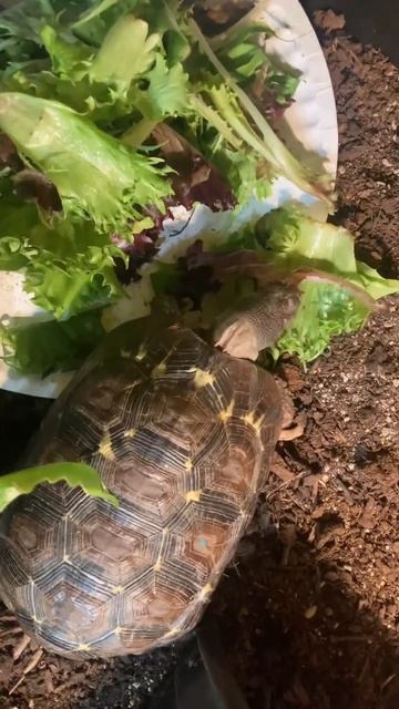 Delicious Greens! tortoise