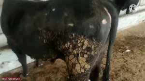 Молбозори Бохтар Хочи шариф 2021 Буқаи 1000 ТОНА моли ТОҶИКИСТОН фақат Буқаи боқидаги Бозори Бохтар