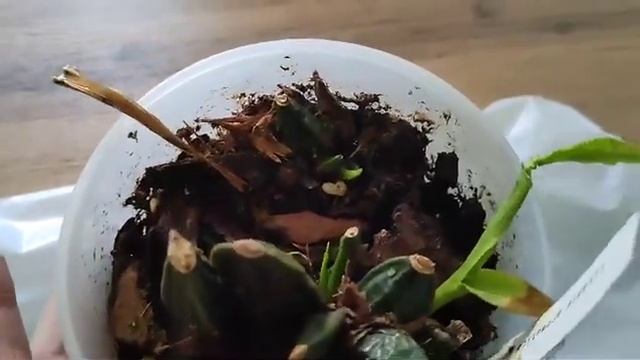Орхидея ликаста/ Lycaste aromatica x sib