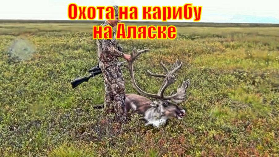 Охота на карибу на Аляске