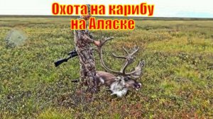 Охота на карибу на Аляске