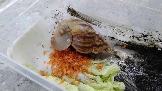 Улитка Ахатина смотреть онлайн