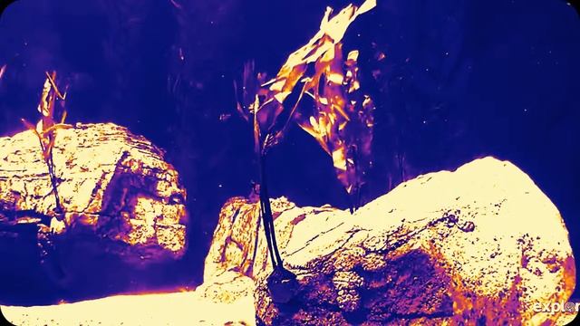 Zebra Shark Video смотреть онлайн