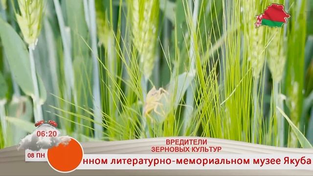 Добрай раніцы, Беларусь. ВРЕДИТЕЛИ ЗЕРНОВЫХ КУЛЬТУР