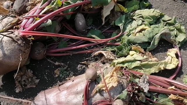 Убираем последний урожай