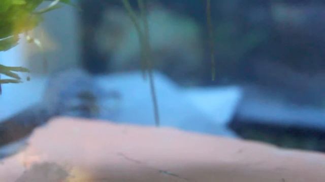 Triturus Dobrogicus- You got a "Min-Newt"? смотреть онлайн