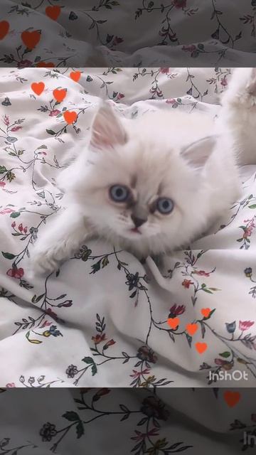 самая красивая!!!🥰  #породистыекотята #котики #невскаямаскарадная #котята #краснодар #россия #москв