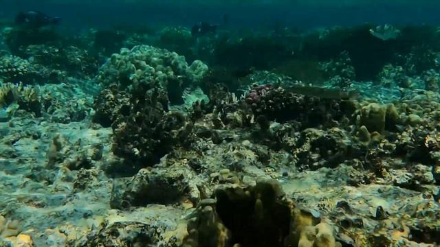 Un dia como cualquiera en el mar rojo - Acanthurus Sohal