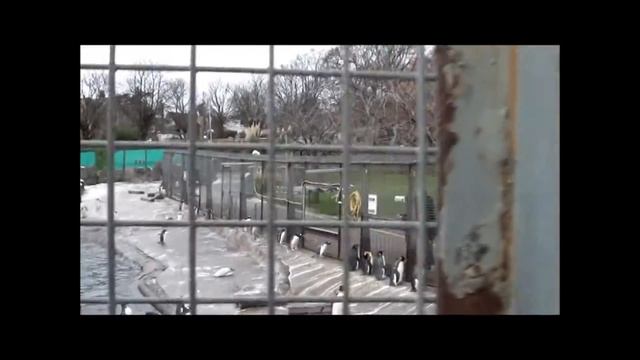 пингвин penguin смотреть онлайн