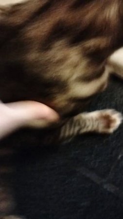 Тискаю кота