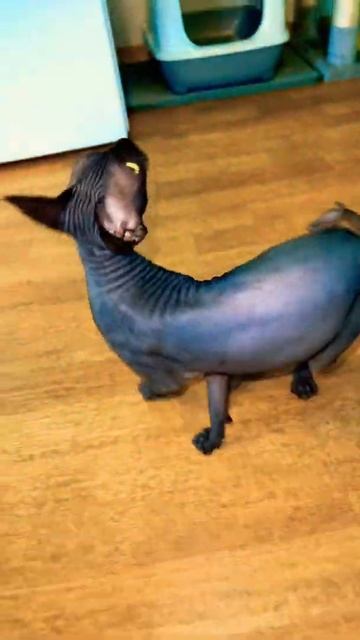 Кого же все-таки выбрать лысую кошку сфинкс или собаку смотреть онлайн