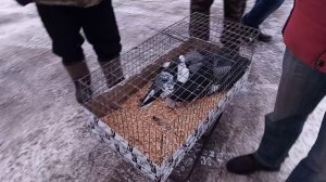 Ярмарка голубей в г. Мичуринск 22.02.2025г