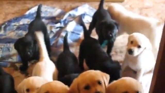 MVI 6636 смотреть онлайн