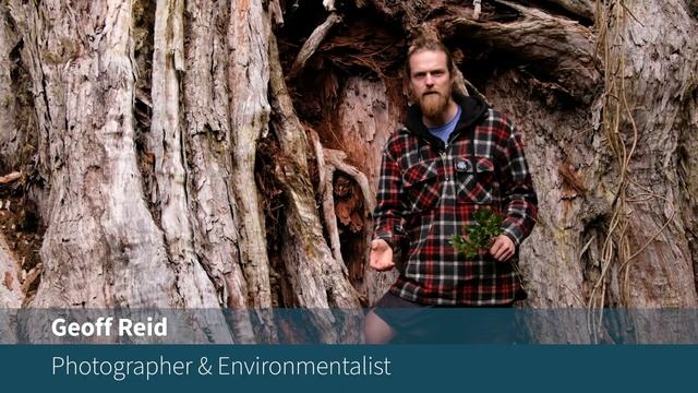 Giant northern rātā in Akatawara forest and the need for pest control смотреть онлайн