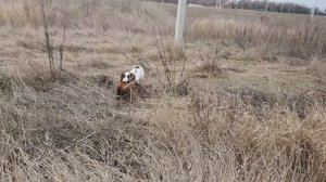 Английский Спрингер Спаниель-Джина. Охота по Фазану 2024