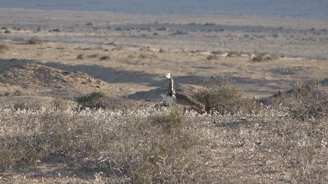 Displaying Houbara Bustard Birds of Lanzarote