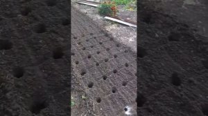 Посадка зимнего чеснока. Зауралье.