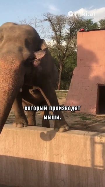 Слоновий Дневник: Откройте для себя Факты смотреть онлайн