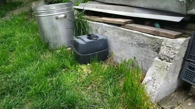 Кормление Скалярии . Очередной этап 