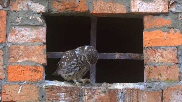 Athene noctua - Kuvik obyčajný - plačlivý