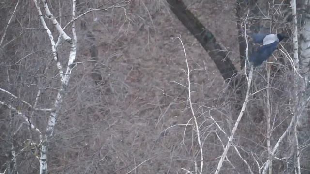 Адреналиновая ворона 2 смотреть онлайн