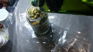 Мацерат на одуванчиках