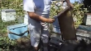 как проще взять у пчел мед на откачку, даже если пчелы довольно злые и агрессивные