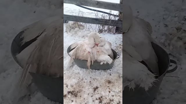 гуси делят баб, Спаринг в ванной, бойци смотреть онлайн