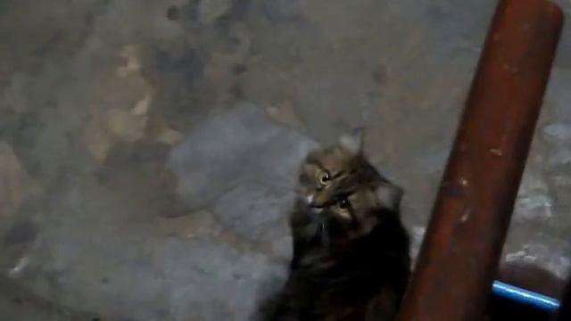 СМЕШНЫЕ ВИДЕО с ЖИВОТНЫМИ приколы Funny Animals животные 2014 2015 hd смотреть онлайн