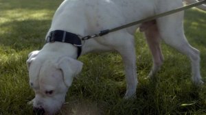 GCh Ералаш Из Лунной Стаи
Аргентинский дог - Барса