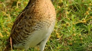 針尾鷸 (針尾沙錐) Pin-tailed Snipe  26/09/2017