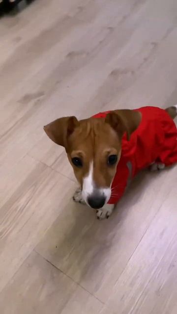 Звезда Аппи😂 смотреть онлайн