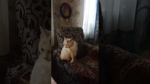 как умывается кошка