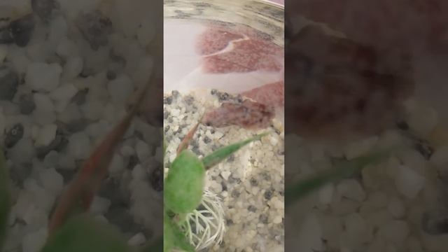 самая интересная информация про рыбу петушка смотреть онлайн