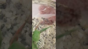 самая интересная информация про рыбу петушка