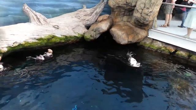 Морские выдры в лиссабонском океанариуме