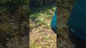 осенний напад пчёл воровок