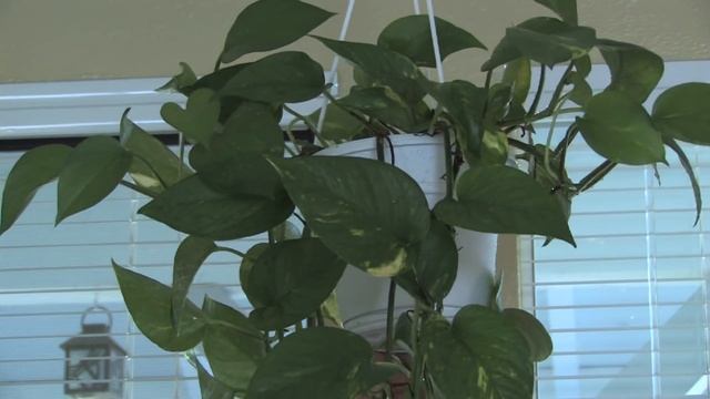 Plant Care Tips : How to Grow Hanging Plants Indoors